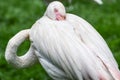 Bird at the Joburg Zoo Royalty Free Stock Photo