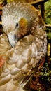 Bird Kaka or forest parrot. Royalty Free Stock Photo