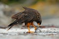 Bird with kill bird carcass. Caracara food. Bird feeding behaviour. Prey Strieted caracara, sitting in on the rock, Falkland Islan