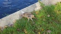 Bird killed by disused fishing line Royalty Free Stock Photo