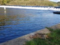 Bird killed by disused Fishing line Lopwell dam