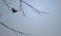 Bird Kingfisher landing on branch Royalty Free Stock Photo