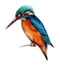 Bird kingfisher painted in watercolor technique Royalty Free Stock Photo