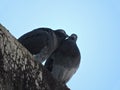 A Bird kiss