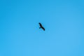 Bird kite soars in blue clear sky. Hawk flying over earth with its wings outstretched. Royalty Free Stock Photo