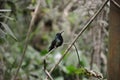 Bird Kolibri is sitting on a branch tree in the Argentine Brazilian rainforest