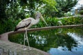 A bird at the Kuala Lumpur Birdpark Royalty Free Stock Photo