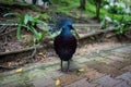 A bird at the Kuala Lumpur Birdpark Royalty Free Stock Photo