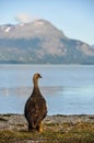 Bird at Lago Roca, Tierra del Fuego National Park, Ushuaia, Argentina Royalty Free Stock Photo