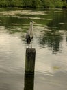 Bird on a lake Royalty Free Stock Photo