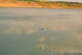 Bird on a Lake