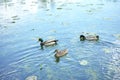 Bird, lake and nature with water, marsh and wildlife for ornithology and birdwatching. Mallard, closeup and animal. with