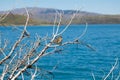 Bird at the Lake Pehoe In Torres del Paine National Park, southern Chile