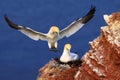 Bird landind to the nest with female sitting on the egs. Wildlife scene from nature. Sea bird on the rock cliff.