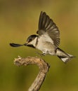 Bird landing on a branch