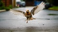 A bird flying in a concrete street