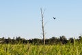 Bird landing on dead pine tree branch Royalty Free Stock Photo