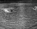 Bird landing on river