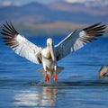 Bird landing to the blue lake water. Bird fly. Dalmatian pelican, Pelecanus crispus. Generative AI