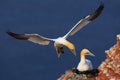 Bird landing to nest with female sitting on the eggs. Wildlife scene from nature. Sea bird on rock cliff. Coast wildlife with two