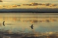 A bird landing in the water during sunset on Lake Albufera Royalty Free Stock Photo