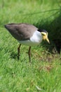 Bird lapwing