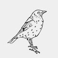 Hand-drawn pencil graphics, small bird. Engraving, stencil style