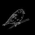 Hand-drawn pencil graphics, small bird. Engraving, stencil style