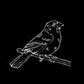 Hand-drawn pencil graphics, small bird. Engraving, stencil style