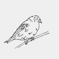 Hand-drawn pencil graphics, small bird. Engraving, stencil style