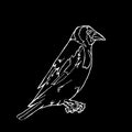 Hand-drawn pencil graphics, small bird. Engraving, stencil style