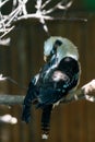 Bird laughing kookaburra Dacelo novaeguineae Royalty Free Stock Photo