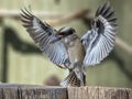 Bird Laughing kookaburra portrait with opened wings in Arizona zoo