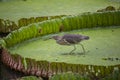 Bird on leaves of Victoria amazonica in pond. Royalty Free Stock Photo