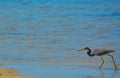 A Tricolored Heron (Egretta tricolor) at the Lemon Bay Aquatic Reserve in Cedar Point Environmental Park, Sarasota Royalty Free Stock Photo