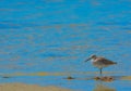 A Bird at the Lemon Bay Aquatic Reserve in Cedar Point Environmental Park, Sarasota County Florida Royalty Free Stock Photo