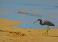 A Bird at the Lemon Bay Aquatic Reserve in Cedar Point Environmental Park, Sarasota County Florida Royalty Free Stock Photo