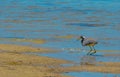 A Bird at the Lemon Bay Aquatic Reserve in Cedar Point Environmental Park, Sarasota County Florida Royalty Free Stock Photo