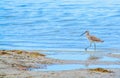 A Bird at the Lemon Bay Aquatic Reserve in Cedar Point Environmental Park, Sarasota County Florida Royalty Free Stock Photo