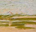 A bird at the Lemon Bay Aquatic Reserve in Cedar Point Environmental Park, Sarasota County Florida Royalty Free Stock Photo