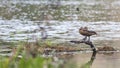 Bird: Lesser Whistling-Duck