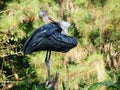 Bird in the daily life Royalty Free Stock Photo