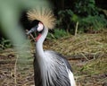 Bird in the daily life Royalty Free Stock Photo