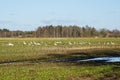 Bird life in early spring, a flock of wild geese and white swans foraging in an agricultural field