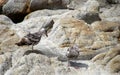 Bird life at Monterrey Bay area. Royalty Free Stock Photo