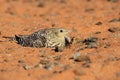 Bird life Namaqualand Northern Cape Province of South Africa