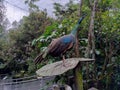 Bird life in nature green forest