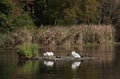 Bird life at Virginia Lake, Wanganui