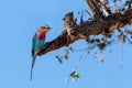 Bird Lilac-brested roller, africa safari and wildlife Royalty Free Stock Photo