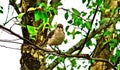 Bird on a Limb